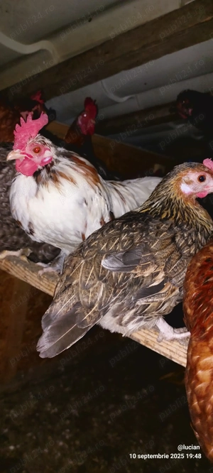 Gaina si cocos americani - imagine 2 Gaina si cocos americani - imagine 2