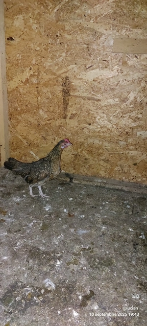 Gaina si cocos americani - imagine 3 Gaina si cocos americani - imagine 3