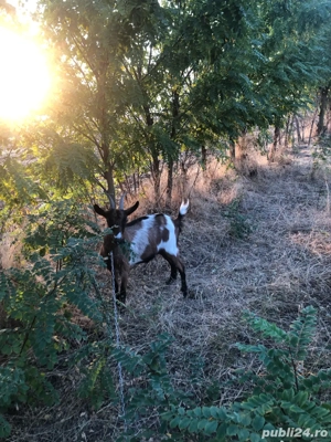 capre alpine franceze  - imagine 4 capre alpine franceze  - imagine 4