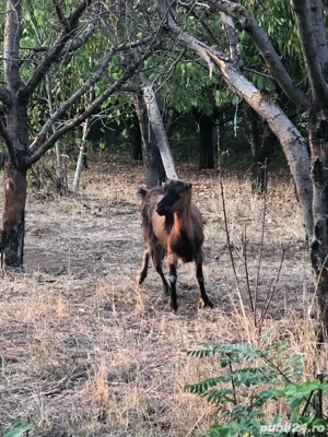 capre alpine franceze  - imagine 5 capre alpine franceze  - imagine 5