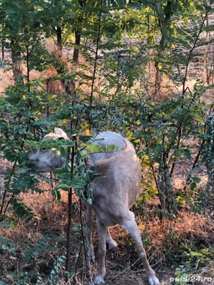 capre alpine franceze  - imagine 3 capre alpine franceze  - imagine 3