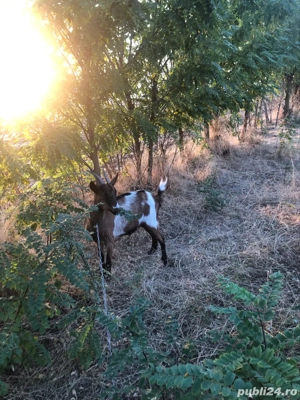 capre alpine franceze  - imagine 2 capre alpine franceze  - imagine 2