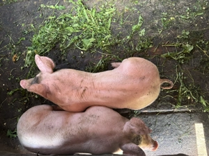 Vând purcei rasa Marele Alb