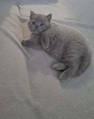 Motan British Shorthair
