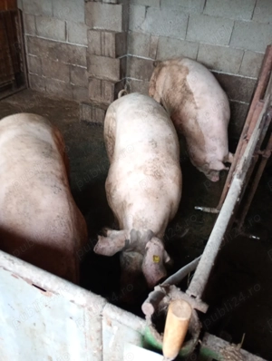 Animale domestice - imagine 2