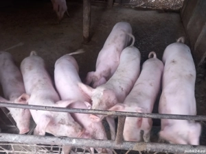 Purcei de vânzare 