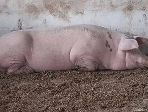 Scroafă de reproducție Landrace cu Marele Alb