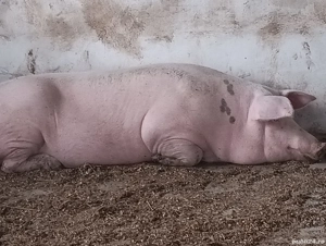 Scroafă de reproducție Landrace cu Marele Alb - imagine 2