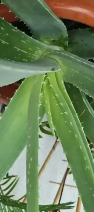 Vind aloe Vera 