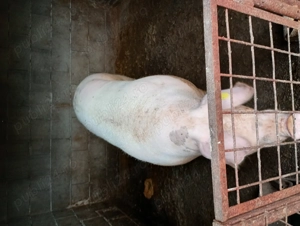 Animale de casa - imagine 3