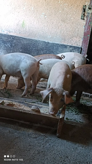 Vând purcei de 14 săptămâni.