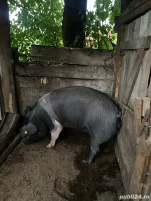 Vând purceaua  - imagine 2