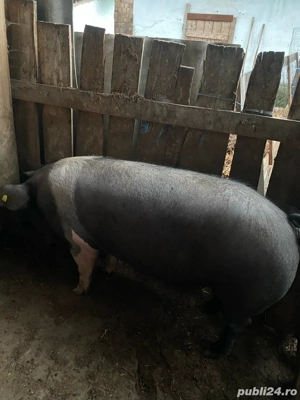 Vând purceaua  - imagine 3