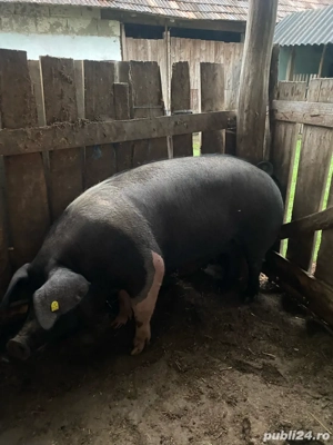 Vând purceaua  - imagine 4