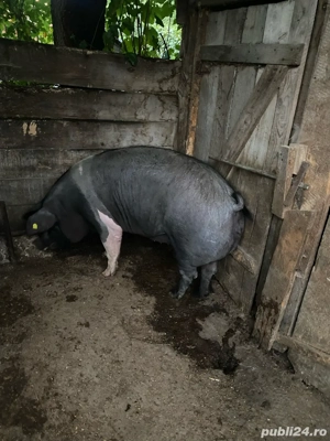 Vând purceaua  - imagine 5