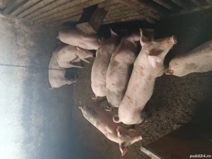 Purcei 9 sapt de vanzare