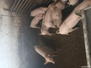 Purcei 9 sapt de vanzare - imagine 3