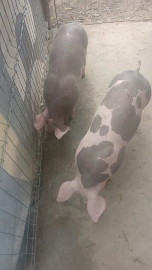 Vând 2 vieruti pietrean  - imagine 2