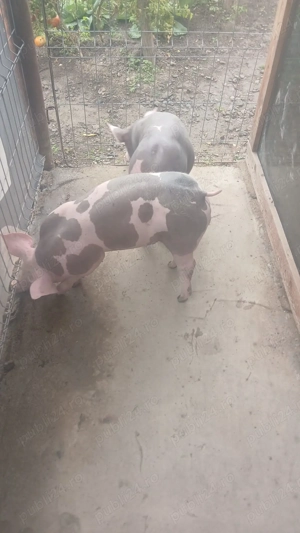 Vând 2 vieruti pietrean  - imagine 3