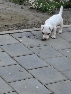 Băiețel Jack Russel