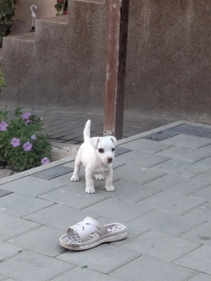 Băiețel Jack Russel  - imagine 3