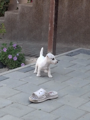 Băiețel Jack Russel  - imagine 2