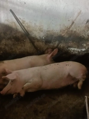 Vand 2 porci 70kg