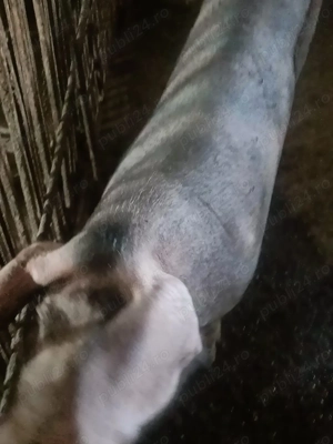 vand o purcea de 3 luni 