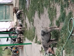 vand purcei la 7 si 6 saptamani 