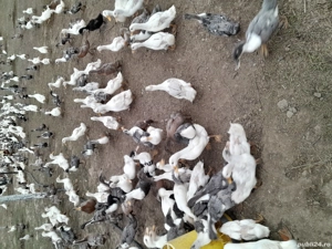 rațe de Vânzare informați 