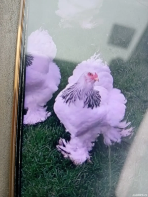 Vind puicuțe de rasă Braham foarte frumoase