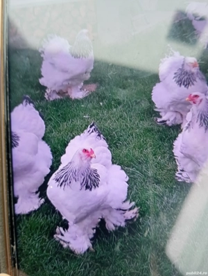 Vind puicuțe de rasă Braham foarte frumoase  - imagine 2