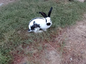 De vânzare 3 iepuri 2'masculi și o femela  - imagine 3 De vânzare 3 iepuri 2'masculi și o femela  - imagine 3