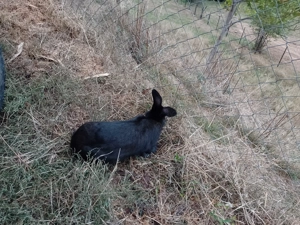 De vânzare 3 iepuri 2'masculi și o femela  - imagine 2 De vânzare 3 iepuri 2'masculi și o femela  - imagine 2