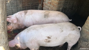 Porci de vanzare  - imagine 2