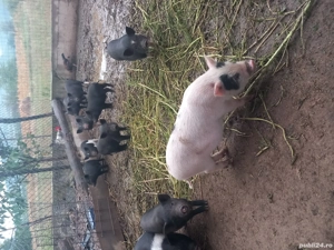 vand purcei vietnamezi 