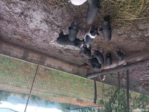 vand purcei vietnamezi  - imagine 3