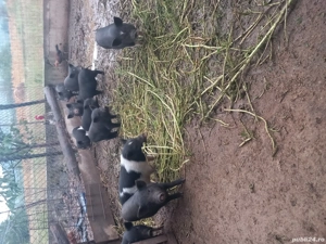 vand purcei vietnamezi  - imagine 2