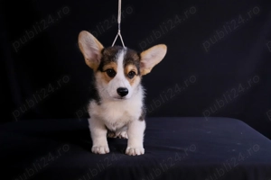 Mascul Corgi Tricolor