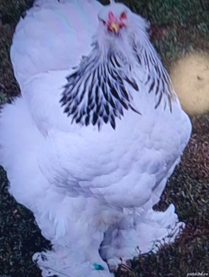 Vind puicuțe de rasă Braham foarte frumoase