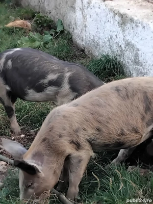 Vând purcei - imagine 2 Vând purcei - imagine 2