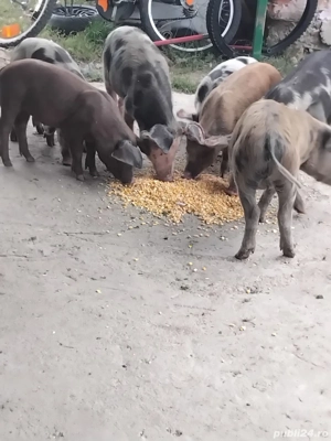 Vând purcei - imagine 3 Vând purcei - imagine 3