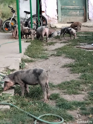 Vând purcei - imagine 5 Vând purcei - imagine 5