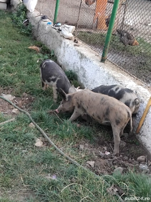 Vând purcei - imagine 4 Vând purcei - imagine 4
