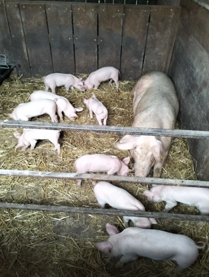 Purcelusi de vanzare