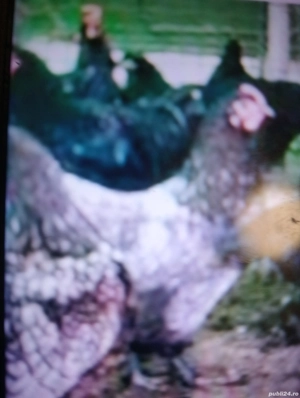 Vind puicuțe de rasă Austrolop foarte frumoase toate culorile  - imagine 2