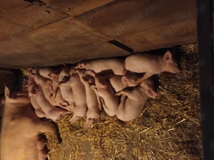 Purcelusi de vanzare - imagine 2