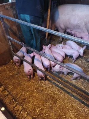 Purcelusi de vanzare - imagine 3