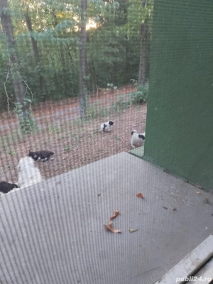 Donez căței ciobănești 