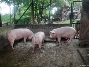 Vand porc gras - imagine 2